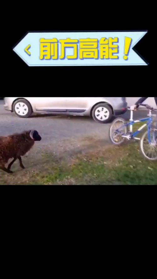 羊配音视频,萌态可掬的羊儿演绎趣味配音秀